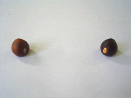Chestnut เกาลัด Kaolud