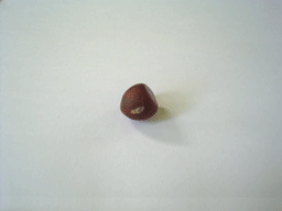 เกาลัด Kaolud Chestnut